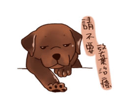 Labrador sticker #10839811