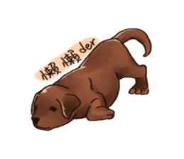 Labrador sticker #10839823