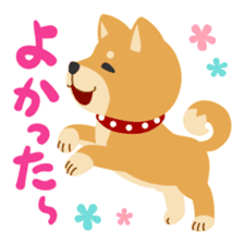 Gokigen Shiba inu's sticker #10850928