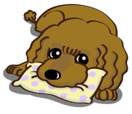 Toy Poodle named Moka sticker #10853688