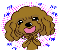 Toy Poodle named Moka sticker #10853711