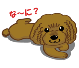 Toy Poodle named Moka sticker #10853716