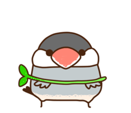 The java sparrow. sticker #10863048