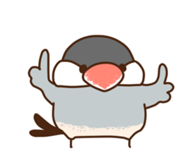 The java sparrow. sticker #10863053