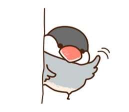 The java sparrow. sticker #10863054
