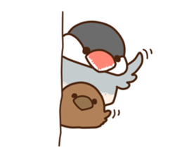 The java sparrow. sticker #10863055