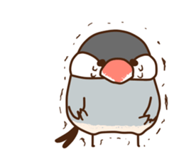 The java sparrow. sticker #10863057