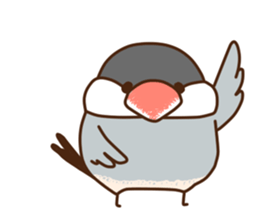 The java sparrow. sticker #10863063