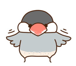 The java sparrow. sticker #10863067
