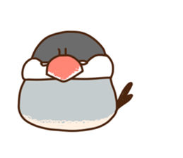 The java sparrow. sticker #10863072