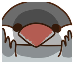 The java sparrow. sticker #10863074