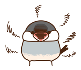 The java sparrow. sticker #10863076
