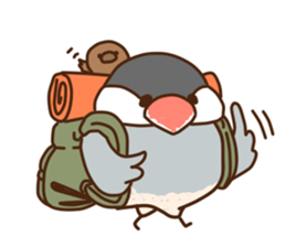 The java sparrow. sticker #10863082