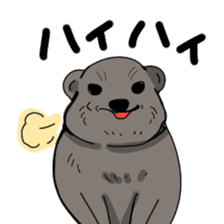 Cape Hyrax kun sticker #10864198