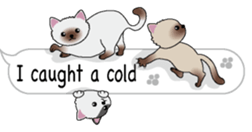 Cat cat cat English version sticker #10876944