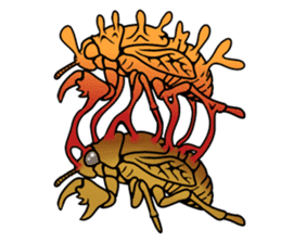 Trembling cicada - Cordyceps sinensis - sticker #10878354