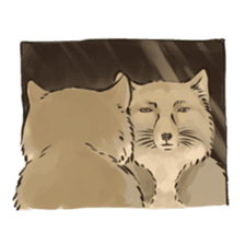 Tibetan Sand Fox of a straight face sticker #10883972