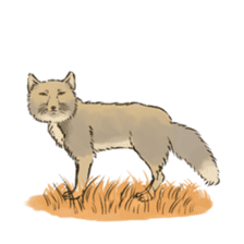 Tibetan Sand Fox of a straight face sticker #10883992