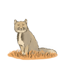 Tibetan Sand Fox of a straight face sticker #10883993