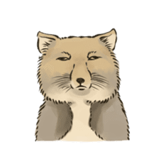 Tibetan Sand Fox of a straight face sticker #10883995