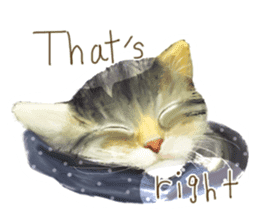 Oh my cat's!2 sticker #10887428