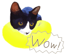 Oh my cat's!2 sticker #10887435
