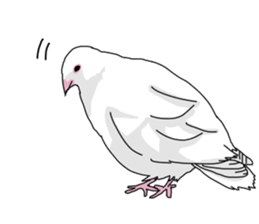 White pigeon sticker #10890799