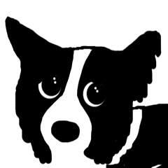 Border Collie BaoBao