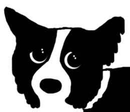 Border Collie BaoBao sticker #10892526