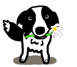 Border Collie BaoBao sticker #10892541