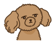 Fluffy Poodle Life sticker #10898221