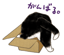 CAT IN THE BOX and ... sticker #10904235