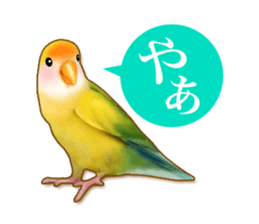 Real bird sticker! third sticker #10906096