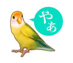 Real bird sticker! third sticker #10906096