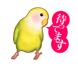 Real bird sticker! third sticker #10906098