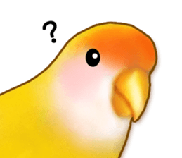 Real bird sticker! third sticker #10906105