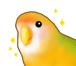 Real bird sticker! third sticker #10906106
