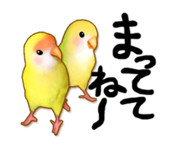 Real bird sticker! third sticker #10906108