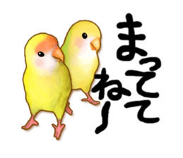 Real bird sticker! third sticker #10906108