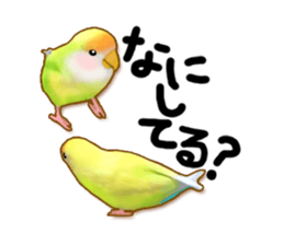 Real bird sticker! third sticker #10906109