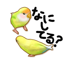 Real bird sticker! third sticker #10906109