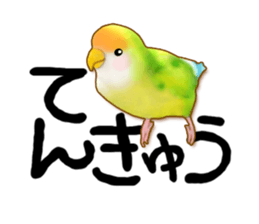 Real bird sticker! third sticker #10906110