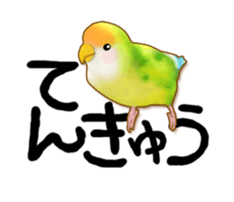 Real bird sticker! third sticker #10906110