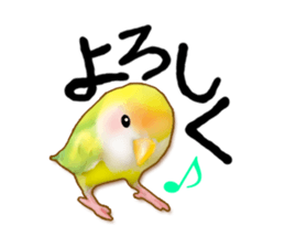 Real bird sticker! third sticker #10906112