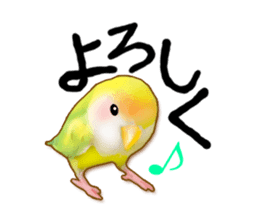 Real bird sticker! third sticker #10906112