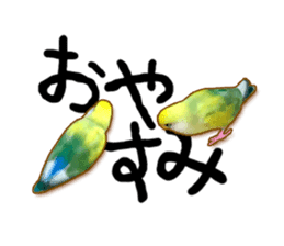 Real bird sticker! third sticker #10906114