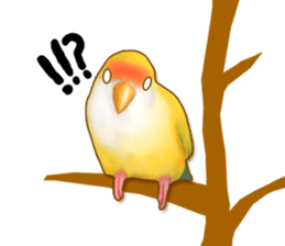 Real bird sticker! third sticker #10906117