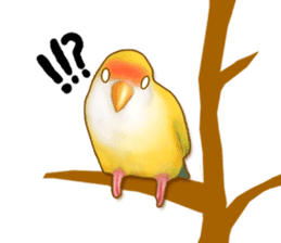 Real bird sticker! third sticker #10906117