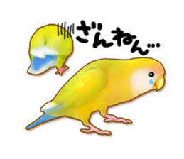 Real bird sticker! third sticker #10906118