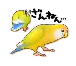 Real bird sticker! third sticker #10906118